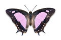 Pink color Common Nawab Polyura athamas butterfly