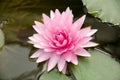 Close up pink color fresh lotus blossom or water lily flower blooming on pond background Royalty Free Stock Photo