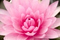 Close up pink color fresh lotus blossom or water lily flower blooming on pond background Royalty Free Stock Photo