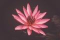 Close up pink color fresh lotus blossom or water lily flower blooming on pond background, Nymphaeaceae Royalty Free Stock Photo