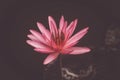 Close up pink color fresh lotus blossom or water lily flower blooming on pond background, Nymphaeaceae Royalty Free Stock Photo