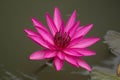 Close up pink color fresh lotus blossom or water lily flower blooming on pond background, Nymphaeaceae Royalty Free Stock Photo