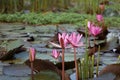 Close up pink color fresh lotus blossom or water lily flower blooming on pond background, Nymphaeaceae Royalty Free Stock Photo