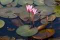 Close up pink color fresh lotus blossom or water lily flower blooming on pond background, Nymphaeaceae Royalty Free Stock Photo