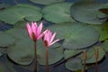 Close up pink color fresh lotus blossom or water lily flower blooming on pond background, Nymphaeaceae Royalty Free Stock Photo