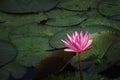 Close up pink color fresh lotus blossom or water lily flower blooming on pond background, Nymphaeaceae Royalty Free Stock Photo