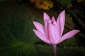 Close up pink color fresh lotus blossom or water lily flower blooming on pond background, Nymphaeaceae Royalty Free Stock Photo