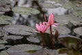 Close up pink color fresh lotus blossom or water lily flower blooming on pond background, Nymphaeaceae Royalty Free Stock Photo