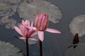 Close up pink color fresh lotus blossom or water lily flower blooming on pond background, Nymphaeaceae Royalty Free Stock Photo