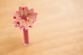Close-up of pink color pencil with pencil shaving Royalty Free Stock Photo