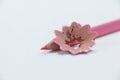 Close-up of pink colored pencil with shavings Royalty Free Stock Photo