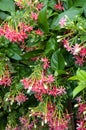 Pink combretum indicum flower in nature garden