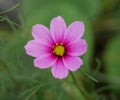 Close up of a pink common cosmos flower