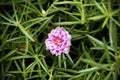 Close up pink Common purslane flower