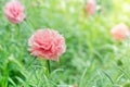 Close up pink common purslane flower in garden.