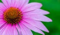 Close up of pink cone flower