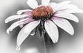 Close-up Of Pink Coneflower After Rain