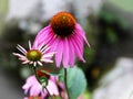 Close-up of Pink Coneflowers Royalty Free Stock Photo