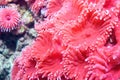 a close-up of pink coral polyps
