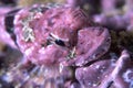 Close up of pink coralline sculpin Royalty Free Stock Photo