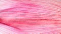 Close up of pink corn husk for abstract background Royalty Free Stock Photo