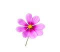 Close up pink cosmos bipinnatus flower with yellow pollen and green stem isolated on white background , clipping path Royalty Free Stock Photo