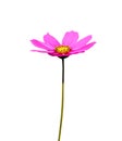 Pink cosmos bipinnatus flower with yellow pollen and lon green stem  isolated on background , clipping path Royalty Free Stock Photo