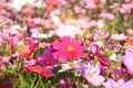 Close up pink cosmos flower blooming in the garden backyard,beautiful flower for valentine festive