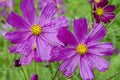 Close-up of pink cosmos flower with blur background