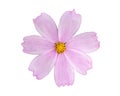 Close up pink cosmos flower isolated on white background Royalty Free Stock Photo