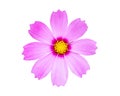 Close up pink cosmos flower isolated on white background Royalty Free Stock Photo