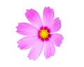 Close up pink cosmos flower isolated on white background Royalty Free Stock Photo