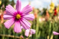 Close up pink cosmos oin flower field Royalty Free Stock Photo