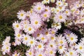 Close up of pink Country Girl Chrysanthemums on a sunny day in a garden Royalty Free Stock Photo