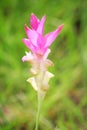 Close up pink curcuma Royalty Free Stock Photo