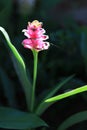 Close up pink curcuma Royalty Free Stock Photo