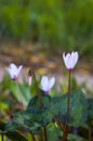 A cyclamen wildflowers blooming Kfar Glikson, Menashe region, north Israel Royalty Free Stock Photo