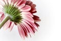 Close up of a pink dahlia against white background.