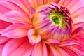 Close-up pink dahlia in bloom