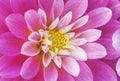 Close-up of a Pink Dahlia