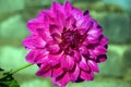 A Close-up of Pink Dahlia flower.