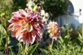 Close up of Pink Dahlia flower with green leaves. Blurred background. Selective focus. Royalty Free Stock Photo