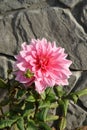 A close up of pink dahlia of the 'OttoÃ¢â¬â¢s Thrill' variety in the garden