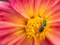 Macro of pink and yellow dahlia flower with bee Royalty Free Stock Photo