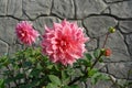 A close up of pink dahlia of the 'OttoÃ¢â¬â¢s Thrill' variety in the garden on a sunny day