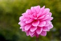 Close up Pink dahlia in garden Royalty Free Stock Photo