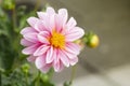 Close-up of pink dahlia, summer blooming flower in garden. Copy space.
