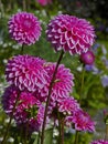 Close up of Dahlia \'Wootton Cupid\' in a summer flower border Royalty Free Stock Photo