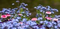 Close up of pink daisies growing amidst light blue forget me not flowers on the edge of a pond. Royalty Free Stock Photo