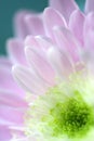 Close up of Pink Daisy Flower Royalty Free Stock Photo